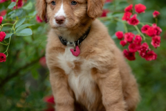 Biscotte Nova (Femelle collier Rose)
