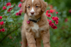 Biscotte Nova (Femelle collier Rose)