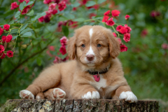 Biscotte Nova (Femelle collier Rose)