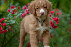 B' Mowan (Mâle collier Brun)