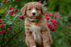 Bailey (Mâle collier Jaune)