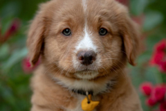 Bailey (Mâle collier Jaune)