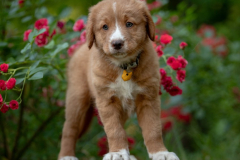 Bailey (Mâle collier Jaune)