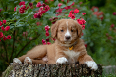 Bailey (Mâle collier Jaune)