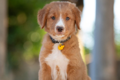 Bailey (Mâle collier Jaune)