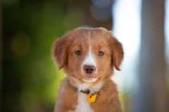 Bailey (Mâle collier Jaune)