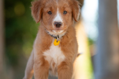 Bailey (Mâle collier Jaune)