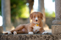 Bailey (Mâle collier Jaune)