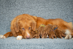 Légende et ses bébés