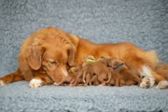 Légende et ses bébés