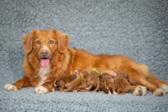 Légende et ses bébés
