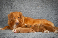 Légende et ses bébés