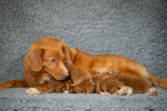 Légende et ses bébés