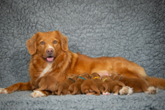 Légende et ses bébés