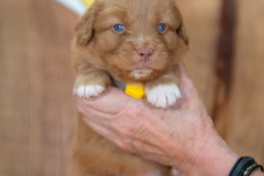 Mâle collier Jaune