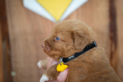 Mâle collier Jaune