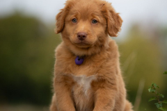 Breizh Nala (Femelle collier Violet)