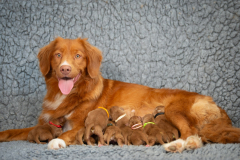 Niagara et ses bébés