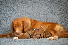 Niagara et ses bébés