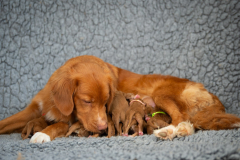 Niagara et ses bébés