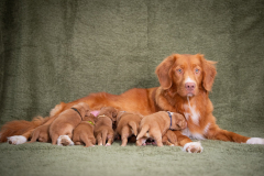 Niagara et ses bébés