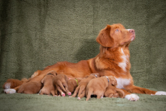 Niagara et ses bébés