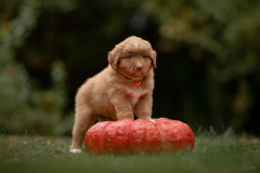 Mâle collier Orange