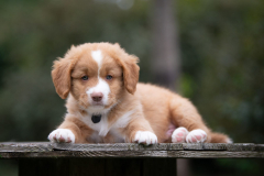 Mâle collier Noir