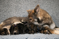 Shaée et ses bébés