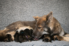 Shaée et ses bébés