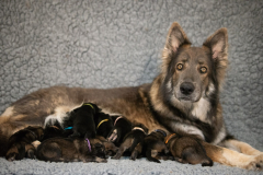 Shaée et ses bébés
