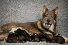 Shaée et ses bébés