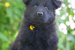 Mâle collier Jaune