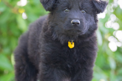 Mâle collier Jaune