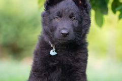 Bjorn (Mâle collier Bleu clair)