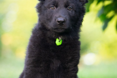 Baloo (Mâle collier Vert)