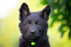 Baloo (Mâle collier Vert)