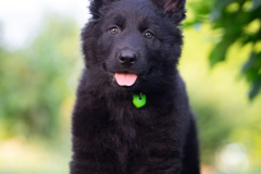 Baloo (Mâle collier Vert)