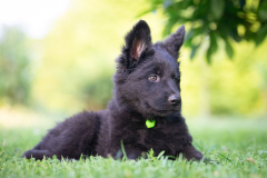 Baloo (Mâle collier Vert)