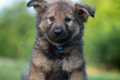 Balto (Mâle collier bleu foncé)