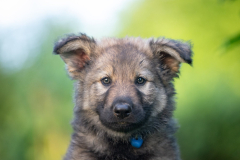 Balto (Mâle collier bleu foncé)