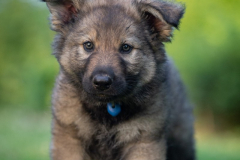 Balto (Mâle collier bleu foncé)