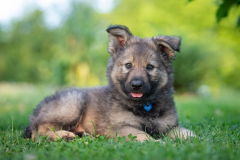 Balto (Mâle collier bleu foncé)