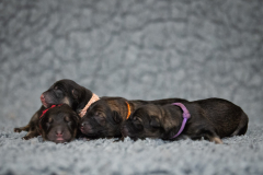 Les femelles, Rouge, Violet, Orange et Rose