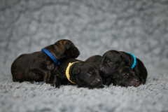 Les mâles, Bleu foncé, Bleu clair, Jaune et Noir