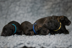 Les mâles, Bleu foncé, Bleu clair, Jaune et Noir