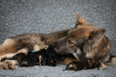 Shaée et ses bébés