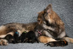Shaée et ses bébés