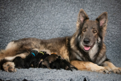 Shaée et ses bébés
