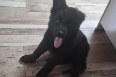 Baya